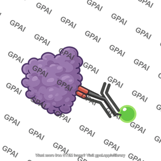Protein with antibody and fluorophore