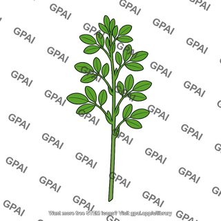 Alfalfa