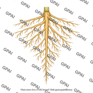 Plant root
