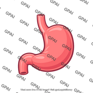 Stomach