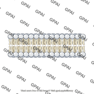 Phospholipid bilayer