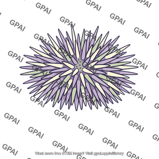 Sea urchin