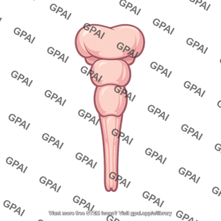 Brain stem
