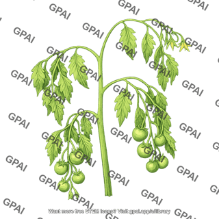 Tomato plant wilted