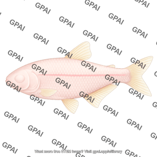 Mexican tetra astyanax mexicanus blind cave morphotype