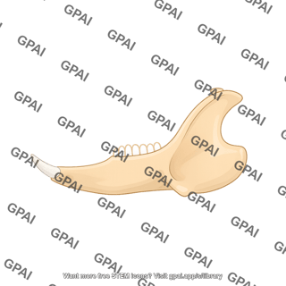 Rabbit mandible lateral
