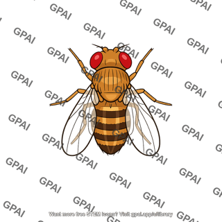 Fruit fly dorsal