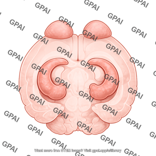 Mouse brain axial olfactory bulb hippocampus