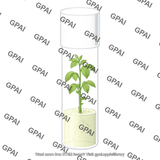 Walnut shoot tissue culture healthy