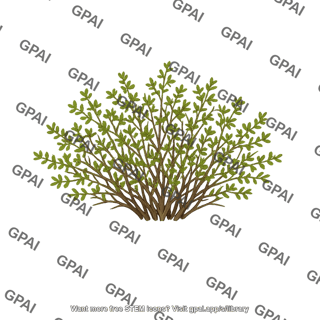 Creosote bush larrea divaricata