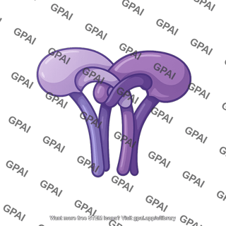 Bovine viral diarrhea e1e2 heterodimer