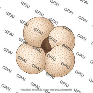 Foraminifera globigerninana