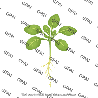 Arabidopsis seedling