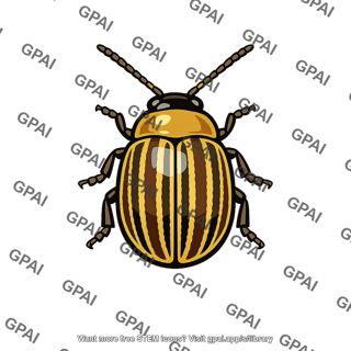 Chrysomelid beetle