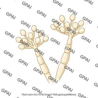 Fungus sporulation