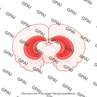 Mouse brain coronal thalamus and hippocampus 2