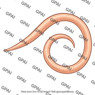 Parasite curved