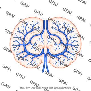 Mouse brain coronal cut veins