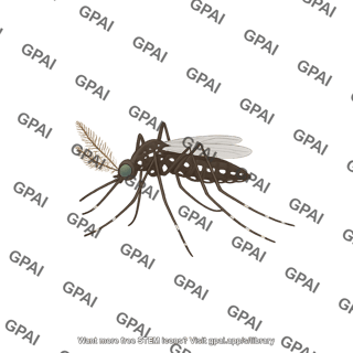 Mosquito yellow fever aedes aegypti male