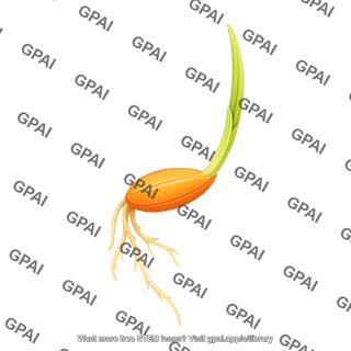 Rice germinating seed 2 01