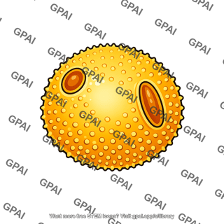 Pollen grain viable