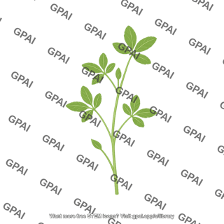 Alfalfa medicago sativa young