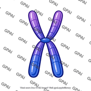 Chromosome meiotic
