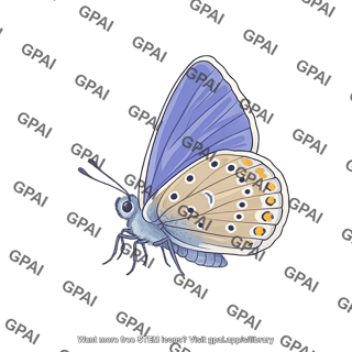 Common blue butterfly polyommatus icarus