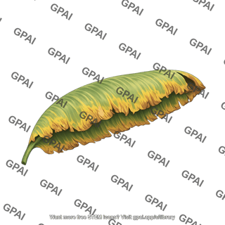Banana leaf closed diseased 1