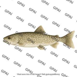 Lake trout salvelinus namaycush