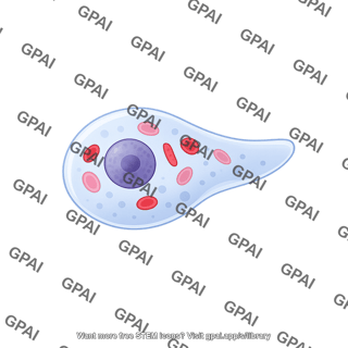 Entamoeba histolytica trophozite