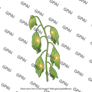 Nicotiana benthamiana wilted