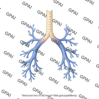 Dog respiratory tree dorsal