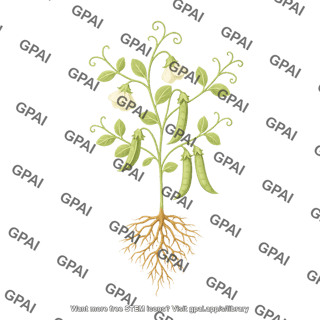 Pea plant with roots