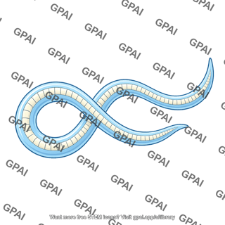 C elegans