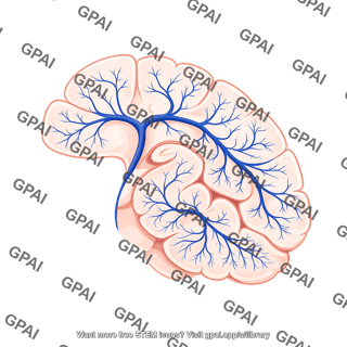 Mouse cerebellum sagittal