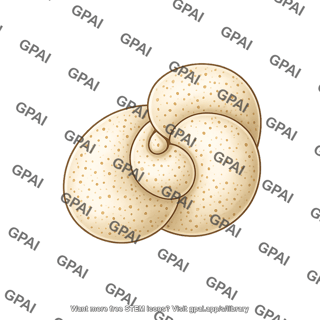 Foraminifera miliolata