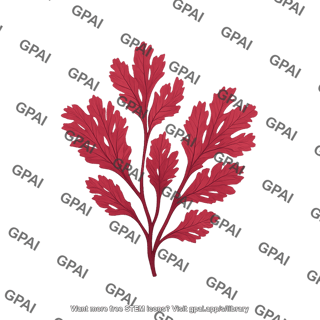 Red seaweed membranoptera platyphylla