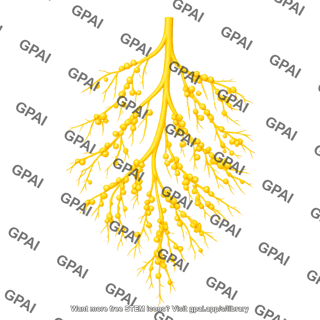 Roots with nodules 1