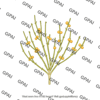 Ephedra plant