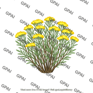 Rabbitbrush