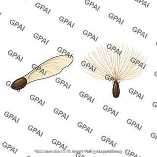 Wind dispersed seed