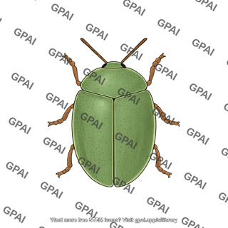 Leaf beetle cassida viridis