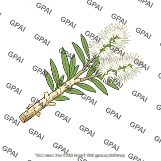 Australian melaleuca