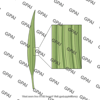 Leaf monocot with zoom in