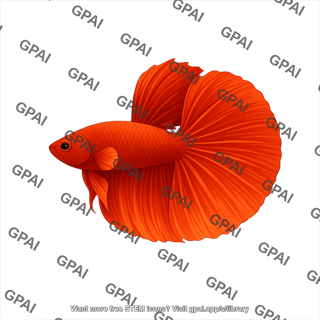 Siamese fighting fish halfmoonbetta