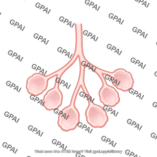 Mouse mammary gland