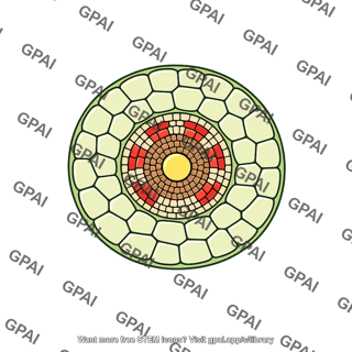 Root cortical layer