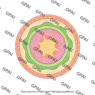 Stem dicot horizontal cross section