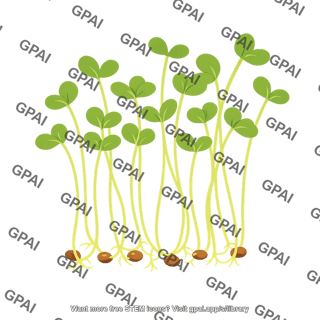 Broccoli microgreens